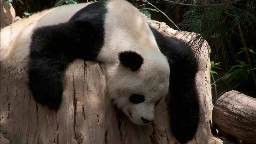 Why Google Panda Roll Out Is So Slow